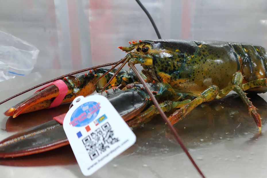 Le homard de Saint-Pierre-et-Miquelon s’exporte à Paris
